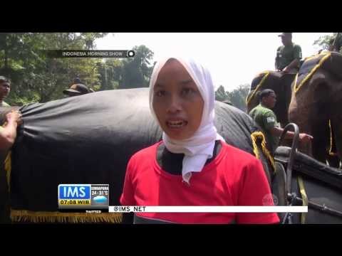 Wisata Konservasi Gajah Sumatera, di Tangkahan Sumatera Utara - IMS