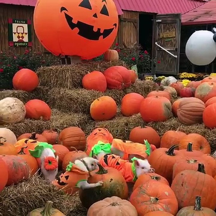 Piglet Pumpkin Patch
