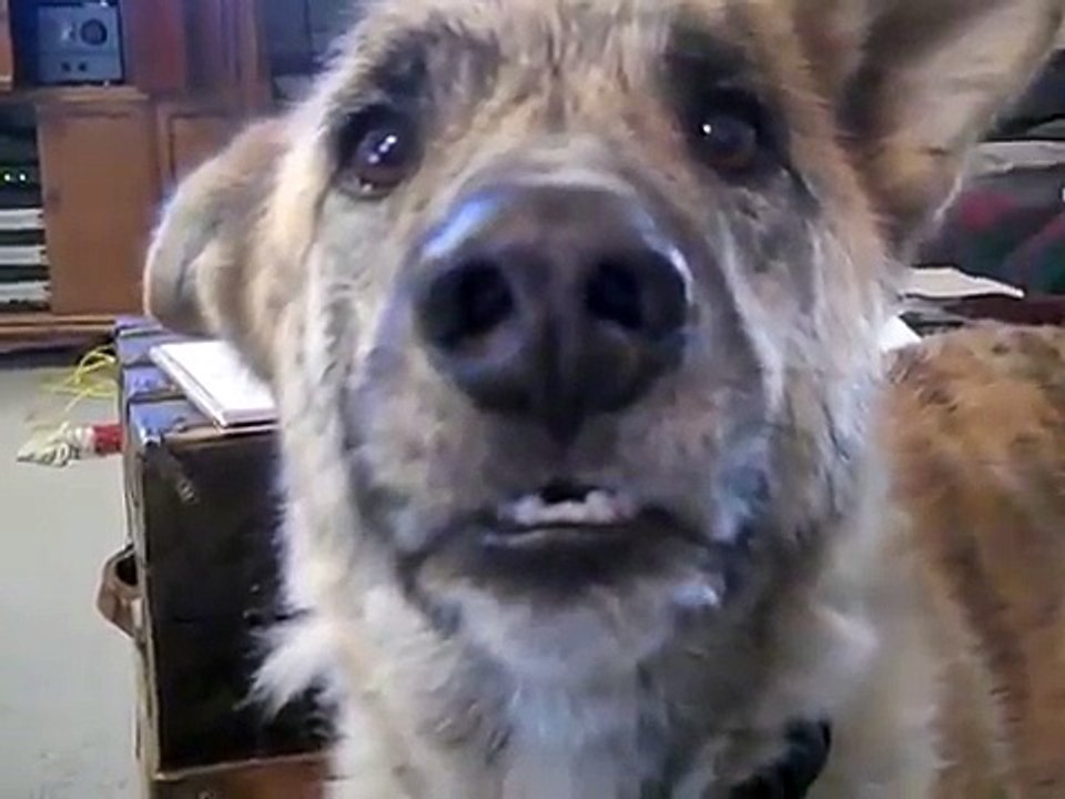 how to make your dog talk Dogs Can Talk video Dailymotion