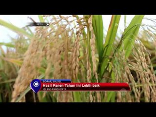 Petani di Sidrap senang karena panen melimpah - NET5