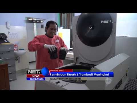 Penderita DBD di Jawa Timur Meningkat - NET16