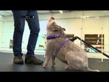 Pelatihan Babi di Kelas Perilaku Anjing - NET5