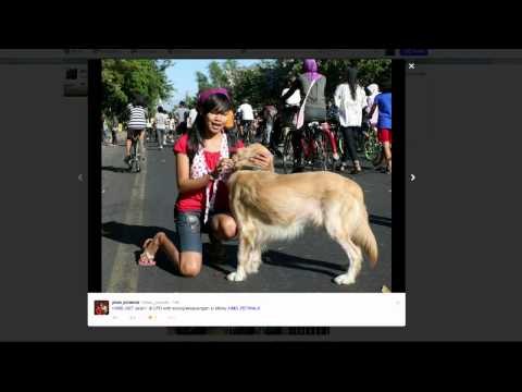 Capturing Moment Foto Mengajak Peliharaan Kesayangan Jalan-jalan - IMS