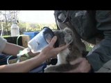 NET12 - Peneliti Australia menemukan populasi Koala dengan tingkat penyakit rendah