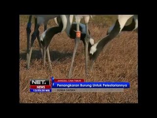 NET12 - Migrasi burung Bangau Mahkota Merah di China