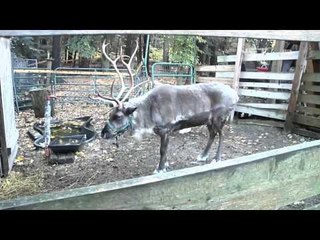 NET5 - Sekolah Santa Claus