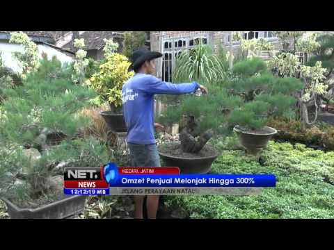 NET12 - Jelang Natal, penjualan pohon cemara mulai diburu pembeli