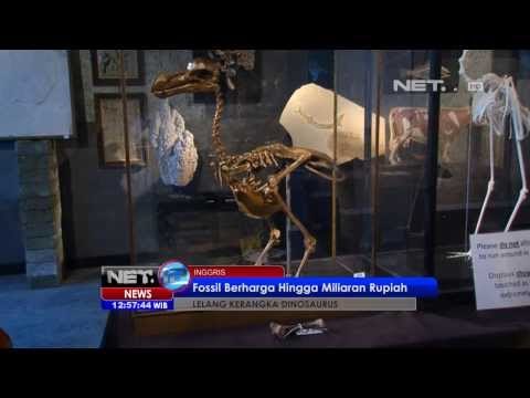 NET12 - Kerangka dinosaurus dilelang di Inggris