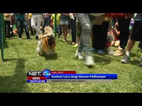 NET24 - Kostum lucu bagi hewan peliharaan di parade Natal Peru