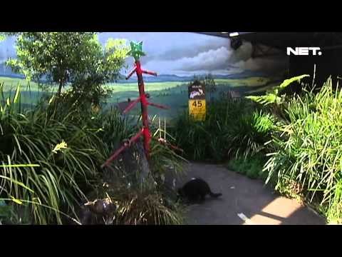 NET12 - Nuansa Natal di Kebun Binatang Sydney Australia