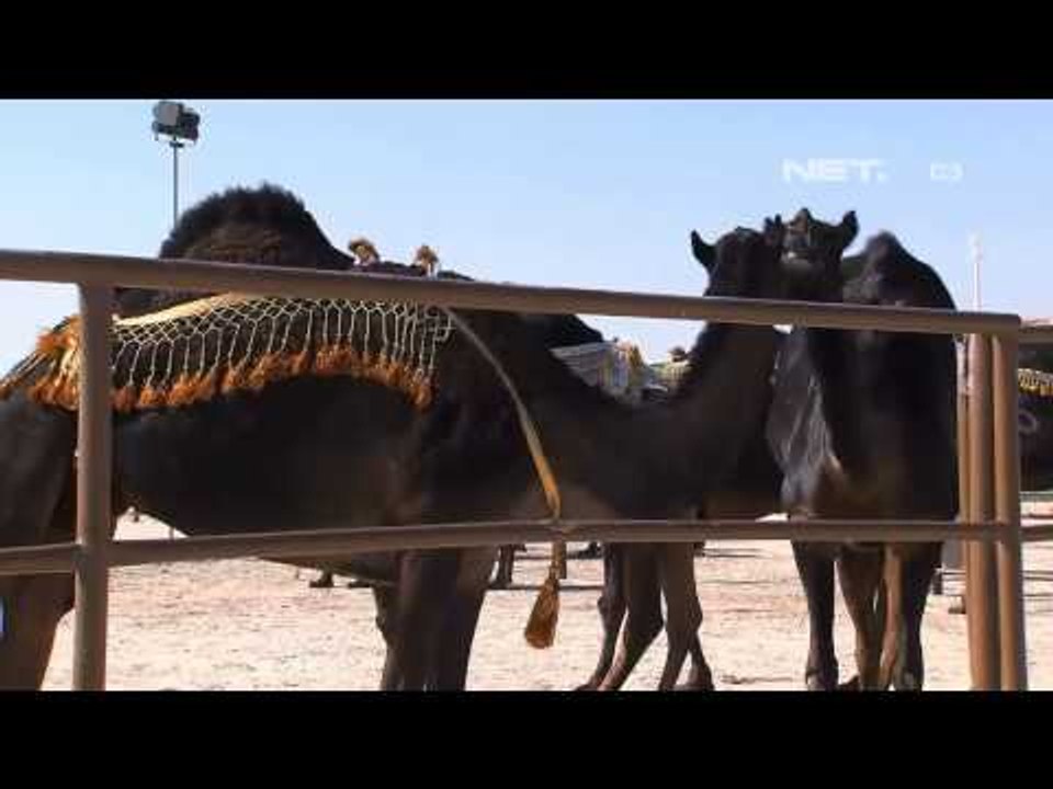 IMS - Kontes Kecantikan Unta - Abu Dhabi