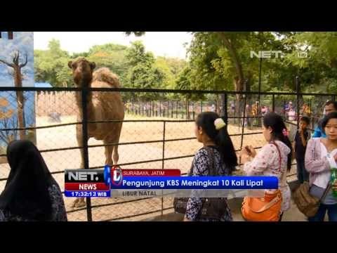 NET17 - Kebun Binatang Surabaya Meningkat 10 kali lipat