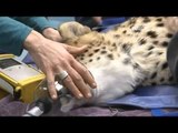 NET12 - Cheetah penghuni baru kebun binatang Pittsburgh Amerika Serikat