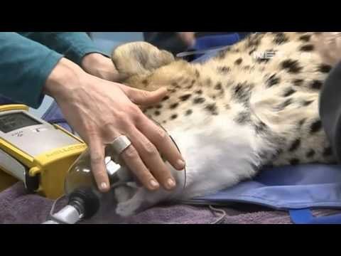 NET12 - Cheetah penghuni baru kebun binatang Pittsburgh Amerika Serikat