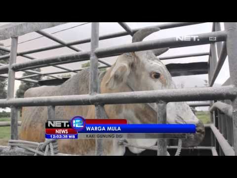 NET12 - Pengungsi gunung sinabung ungsikan ternak