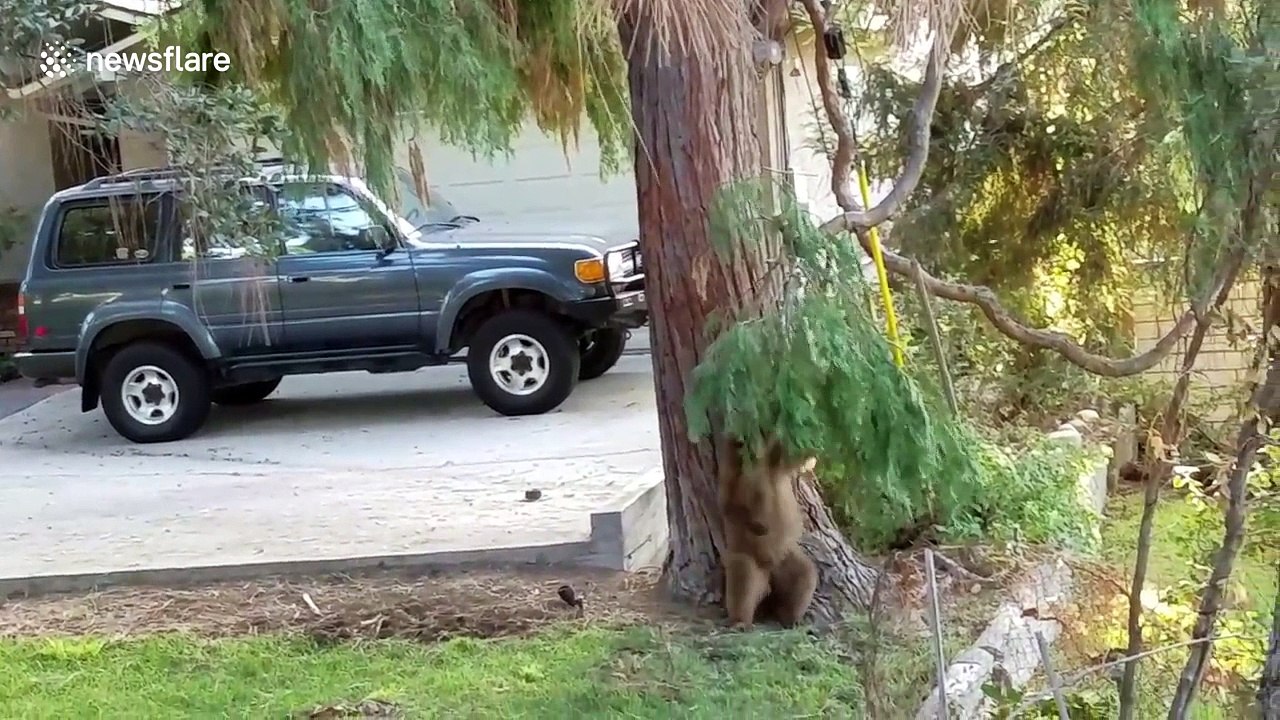 Playful bear cub is too cute
