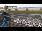IMS - Penjualan ikan teri dan tongkol menurun