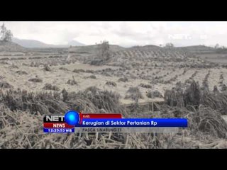 NET12 - Kerugian sektor pertanian dan perkebunan akibat Sinabung capai 700 milyar rupiah