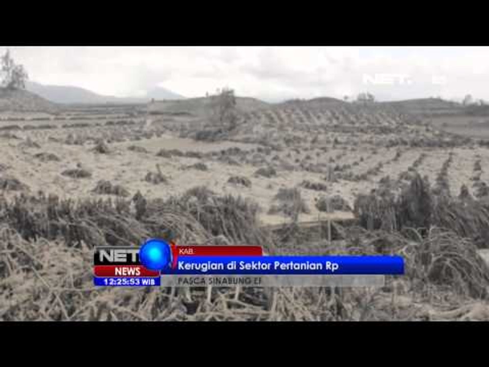 NET12 - Kerugian sektor pertanian dan perkebunan akibat Sinabung capai 700 milyar rupiah