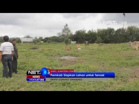 NET17 - Pemerintahan Karo sediakan lahan untuk hewan ternak warga Sinabung