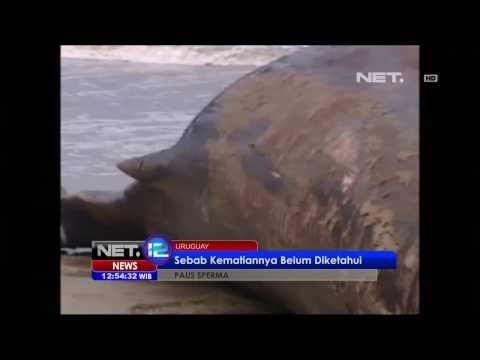 NET12 - Seekor paus terdampar