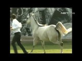 NET12 - Kontes kecantikan untuk kuda