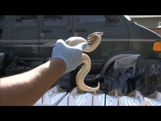 NET12 - Seorang guru menyelundupkan ratusan ular