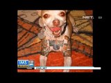 IMS - Perawatan Anjing Mulai Mandi Sampai Tato