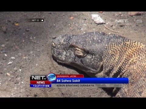 NET12 - 84 Satwa Kebun Binatang Surabaya Sakit dan Tua