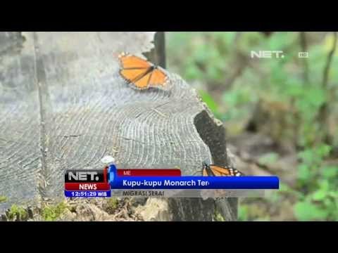 NET12 - Kupu-kupu Monarch terancam punah