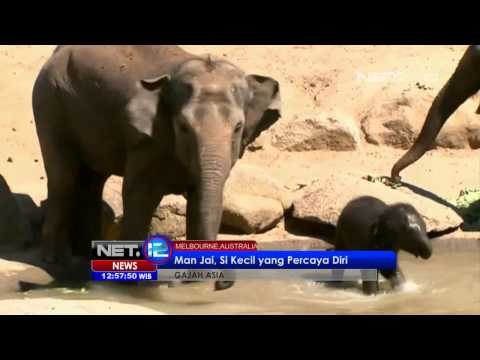 NET12 - kelahiran gajah asia dikebun binatang Australia