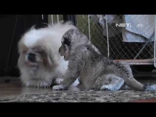 NET24 - Anak singa bewarna abu abu