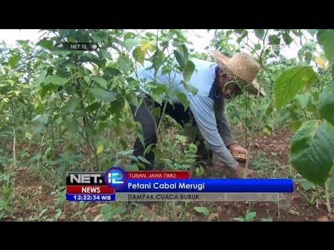 NET12 - Petani Cabai di Tuban Gagal Panen