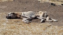 Açlıktan Ölmek Üzereyken Bulunan Köpek, Vatandaşlar Tarafından Kurtarıldı