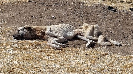 Açlıktan Ölmek Üzereyken Bulunan Köpek, Vatandaşlar Tarafından Kurtarıldı