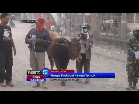 NET17 - Warga Gn. Kelud evakuasi ternak mereka