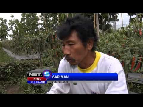 NET5 - Petani Cabai merugi