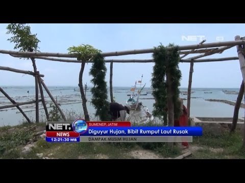 NET12 - Diguyur Hujan, Bibit Rumput Laut Rusak