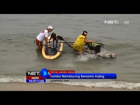 NET24 - Lomba mendayung bersama Anjing