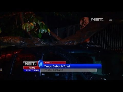 NET5 - Pohon Tumbang di Jakarta Timpa Sebuah Taksi