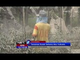 NET12 - Tanaman Cabai Sleman Terancam Gagal Panen Terkena Abu Vulkanis