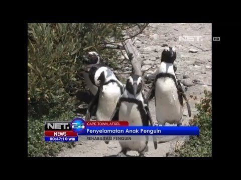 NET24 - Penyelamatan Anak Penguin di Afrika Selatan
