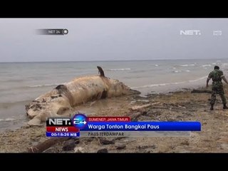 Download Video: NET24-Bangkai Paus Sepanjang 12 meter Terdampar di Sumenep