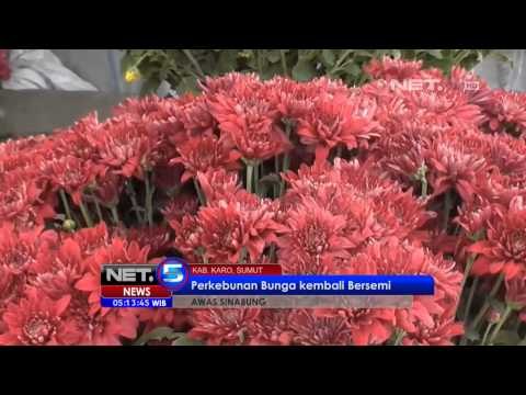 NET5 - Perkebunan bunga Sinabung kembali bersemi