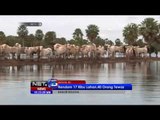 NET5 - Banjir ancam ternak di Bolivia