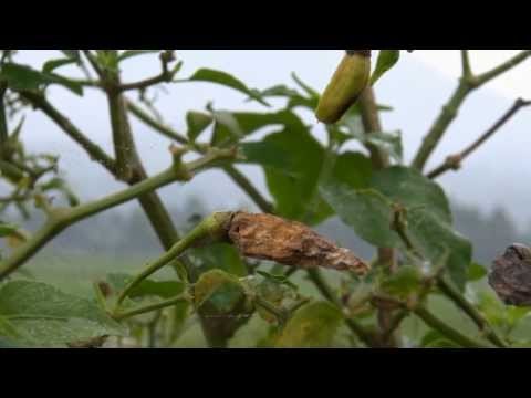 NET5 - Lahan Cabai rusak di Garut terkena abu vulkanis Kelud