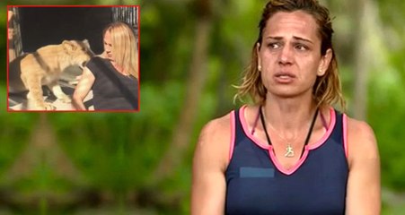 Survivor Nagihan, Aslan Yavrusunun Saldırısına Uğradı