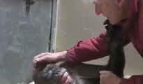 Ölüm döşeğindeki şempanzenin 45 yıllık bakıcısıyla duygusal buluşması