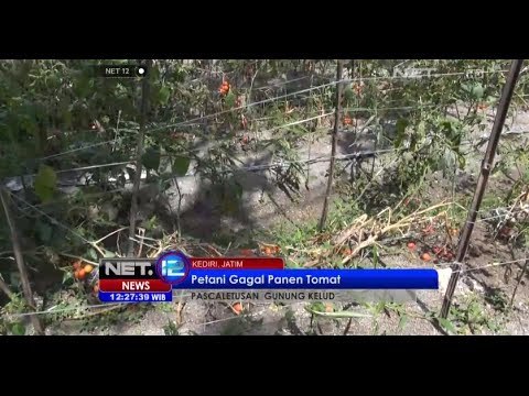 NET12 - Para petani di desa Kebonrojo Kediri gagal panen tomat