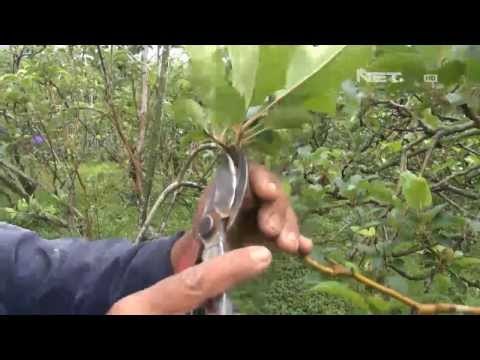 NET5 - Pucuk apel mulai berbunga pasca erupsi Kelud